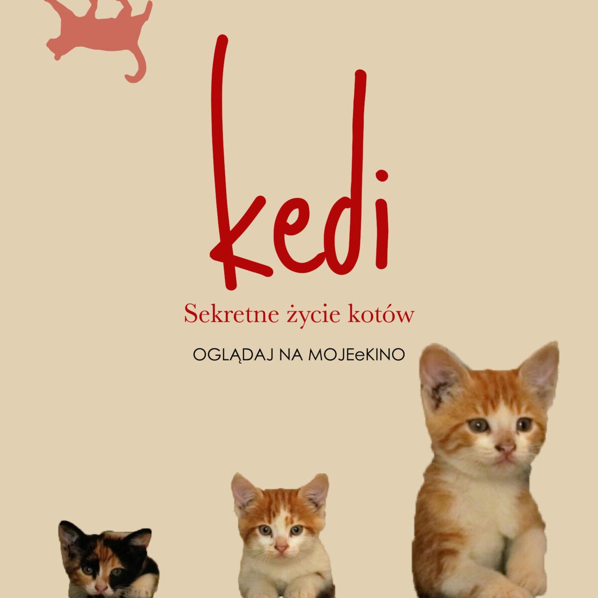Kedi. Sekretne życie kotów - od 29.07.21 na mojeekino.pl!